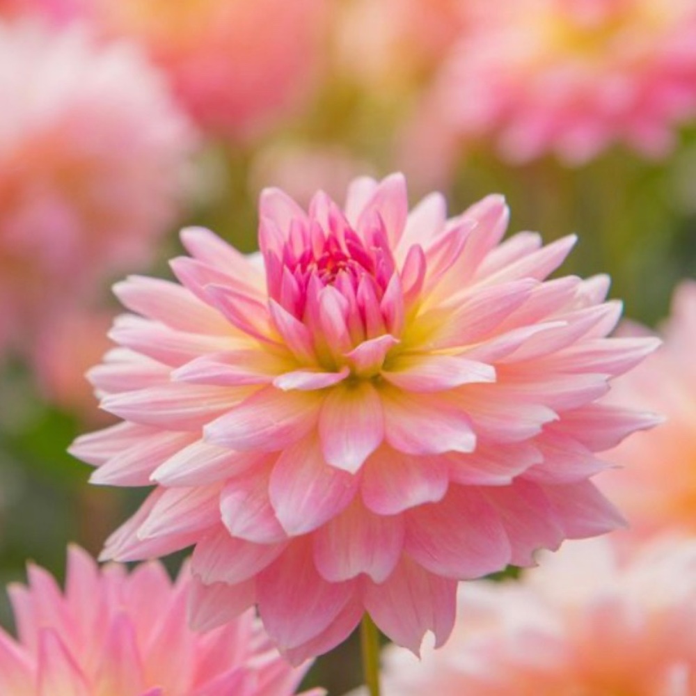 Meet your Posher, Joanne